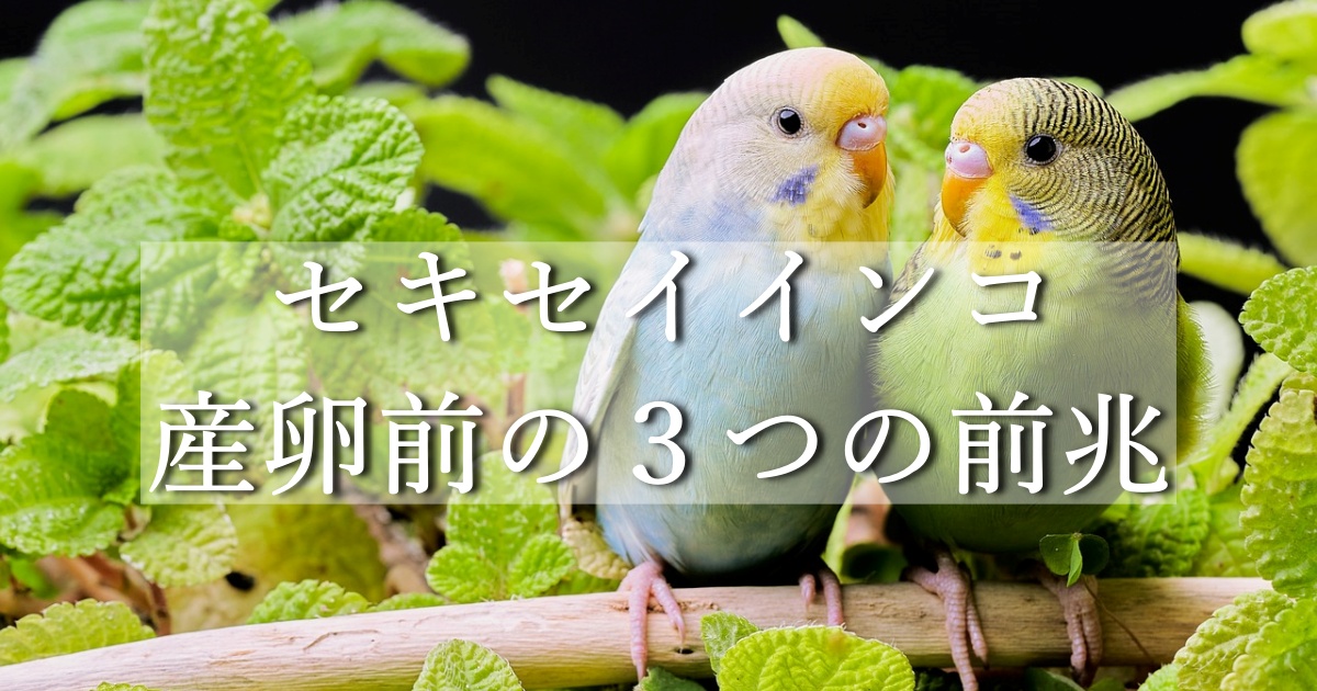 セキセイインコ　産卵前